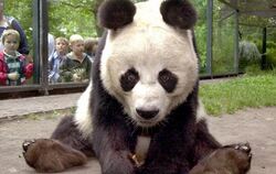 Berlins letzte Pandabär starb im Alter von 34 Jahren. Foto: S. Pilick/Archiv