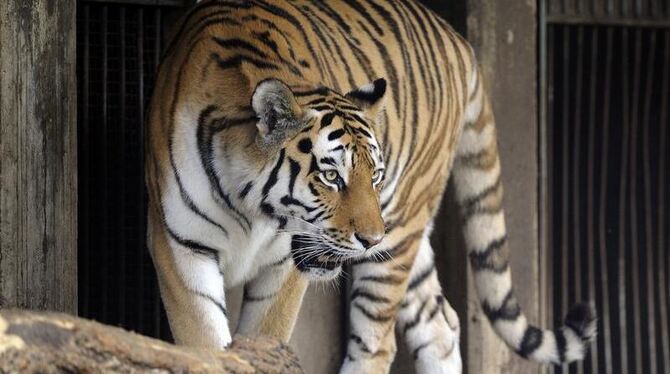 Ein Tiger streift durch sein Gehege im Zoo Köln. Foto: Marius Becker