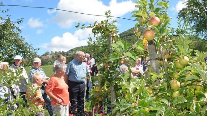 Fachkundiger Blick auf volle Obstbäume: Apfelrundgang in Dettingen.