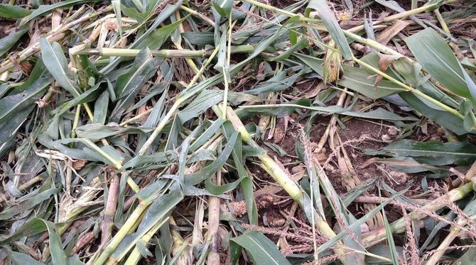 Das war ein Sirchinger Acker mit bald erntereifem Mais. Bis die Schweine kamen.  GEA-FOTO