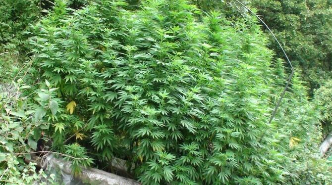 Dieses Polizeifoto zeigt die Cannabisplantage.