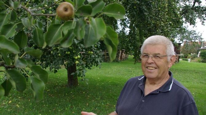 Walter Stoll vom Obst- und Gartenbauverein vor dem »Wildling von Einsiedel«, den der Verein vor acht Jahren auf der Hochebene ge