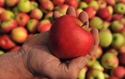 Gesund und beliebt: In Deutschland stehen auf 32 000 Hektar Anbaufläche Apfelbäume. Foto: Patrick Seeger