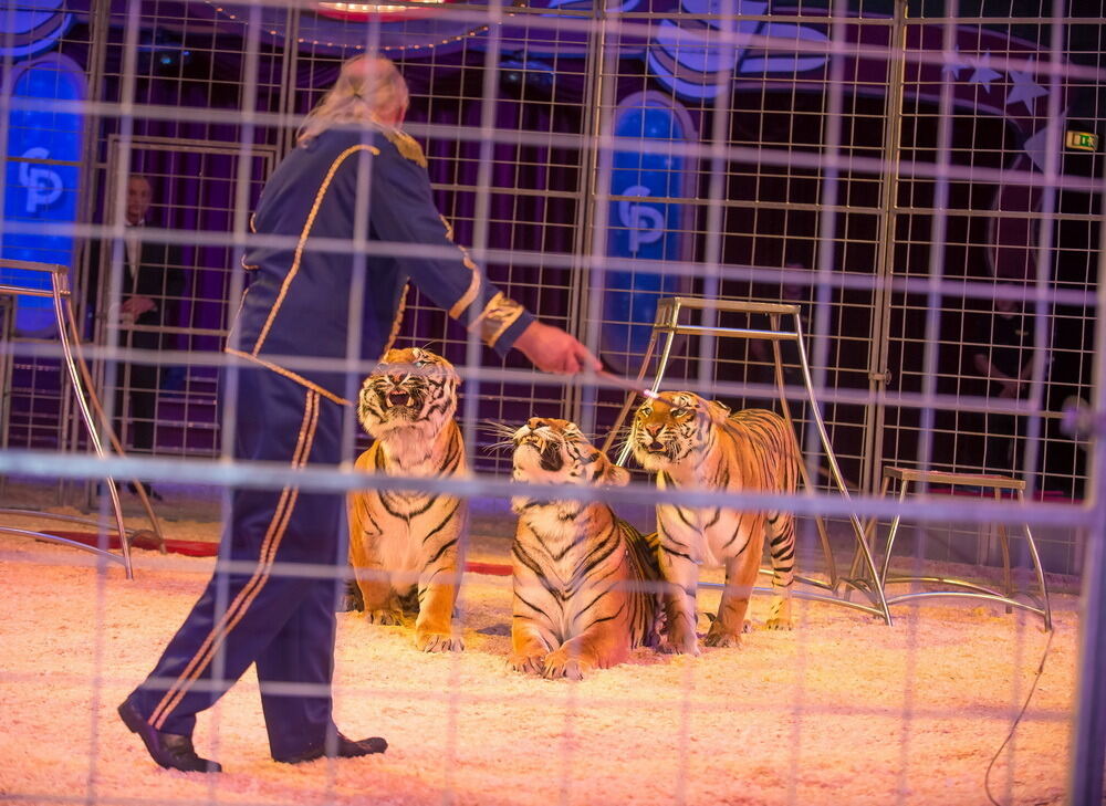 Zirkus Probst Reutlingen 2012