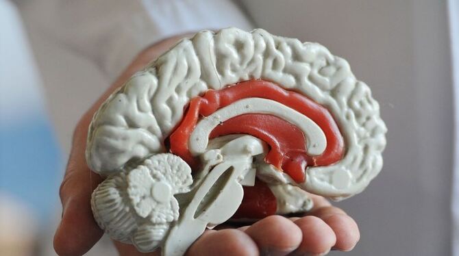 Modell des Gehirns. (Archivbild)