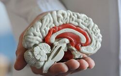 Modell des Gehirns. (Archivbild)
