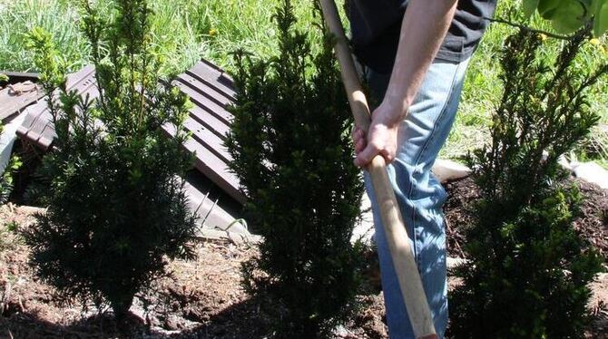 Bäume und Sträucher sollten nicht zu tief gesetzt werden. FOTOS: DISA