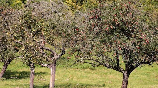 Ein Kulturlandschaftsgut ersten Ranges: Die vielen Streuobstwiesen im Kreis Reutlingen bedürfen regelmäßiger Pflege. Ein Landschaftserhaltungsverein könnte da viel bewirken. FOTO: DPA Ein Kulturlandschaftsgut ersten Ranges: Die vielen Streuobstwiesen im Kreis Reutlingen bedürfen regelmäßiger Pflege. Ein Landschaftserhaltungsverein könnte da viel bewirken. FOTO: DPA