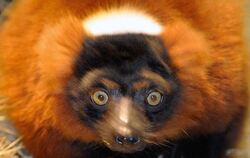 Manche Affenarten bestehen nur noch aus wenigen Tieren. Dazu zählt auch der Rote Vari aus Madagaskar. Foto: Holger Hollemann 