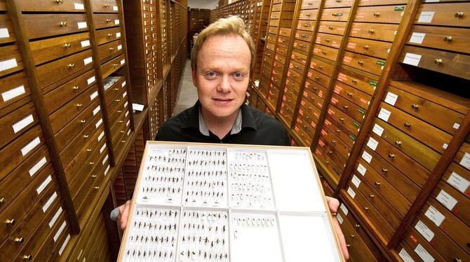 Insektenforscher Lars Krogmann zeigt wie die Captain Cooks Wespe aussieht.