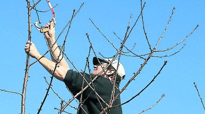 Jörg Kächele pflegt die Kirschbäume der Gemeinde Dettingen. FOTOS: ZMS Jörg Kächele pflegt die Kirschbäume der Gemeinde Dettingen. FOTOS: ZMS