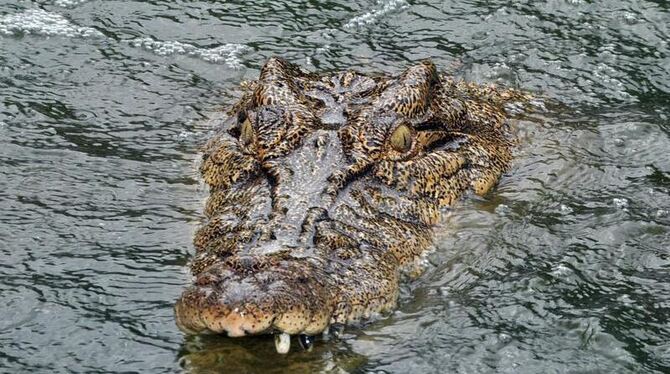 In Australien kommt es immer wieder zu Unfällen mit Krokodilen. Foto: Townsville Bulletin/ Symbol