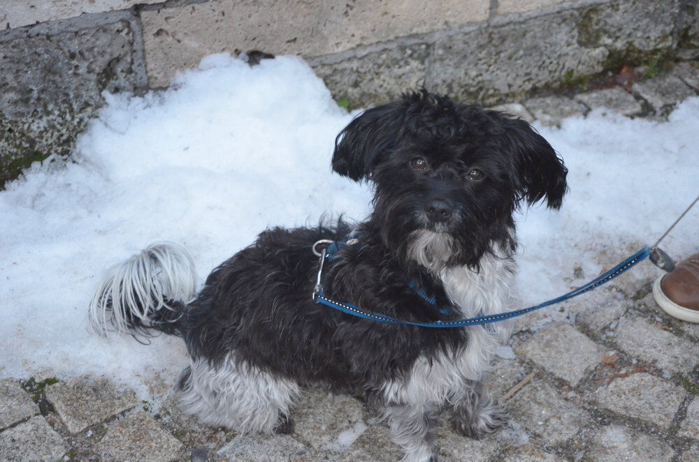 Weihnachtsmarkt Dettingen