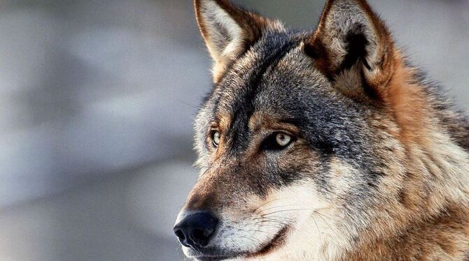 Der Wolf ist ein Großraubtier. FOTO: NDR/UWE ANDERS