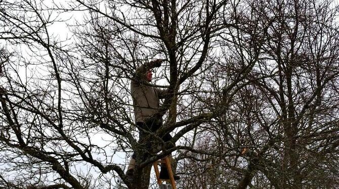 Nicht nur mit großen Projekten beschäftigt sich der Wannweiler Gemeinderat, sondern auch mit großen Bäumen. Erich Hermann (CDU)