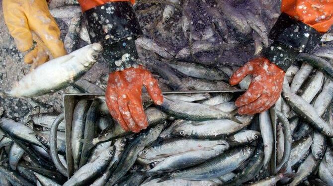 Küstenfischer blicken zuversichtlicher in die Zukunft. Foto: Stefan Sauer/Archiv