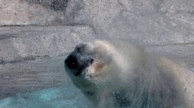 Der Zoo von Buenos Aires hat wegen der Hitze in der Stadt und der Weihnachtsböllerei seinen einzigen Eisbären verloren. Foto: