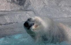 Der Zoo von Buenos Aires hat wegen der Hitze in der Stadt und der Weihnachtsböllerei seinen einzigen Eisbären verloren. Foto: