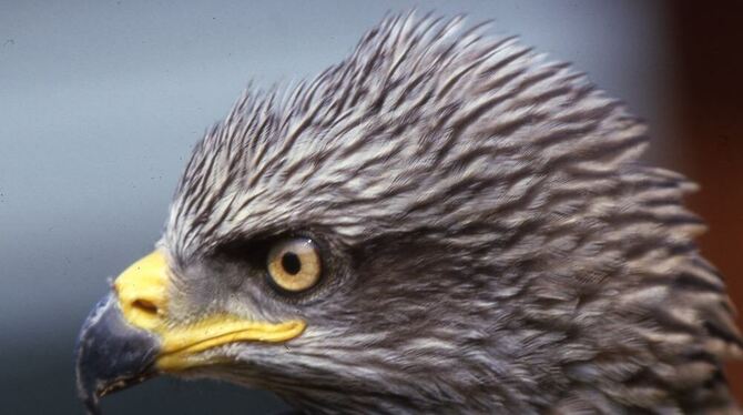 Ein Rotmilan von ganz nah aufgenommen.