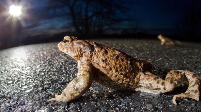 Für manche Kröte ist der letzte lichte Moment ein Autoscheinwerfer. GEA-ARCHIVFOTO: DPA