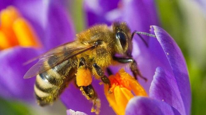 Hat ein Bienenvolk im Sommer 40 000 Angehörige, sind es im Winter nur 6 000. Die Bienenkönigin legt bis zu 2 000 Eier pro Tag -