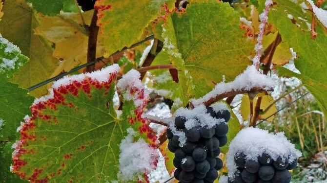 Das Laub herbstlich verfärbt und Schnee im Oktober 2012: Dem Wein hat es nicht geschadet. Der war zu diesem Zeitpunkt längst im