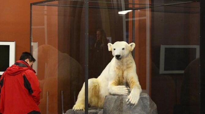 Eisbär Knut als Plastik im Berliner Museum für Naturkunde. Foto: Rainer Jensen Eisbär Knut als Plastik im Berliner Museum für Naturkunde. Foto: Rainer Jensen