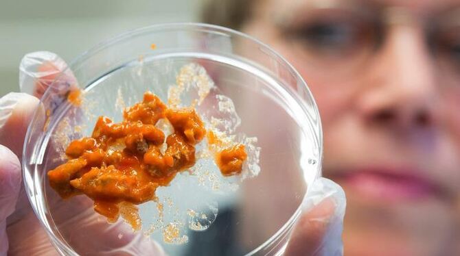 Labor-Analysen haben offenbar Pferde-DNA in einer Tiefkühlpackung der Ikea-Filiale nachgewiesen. Foto: Jens Büttner/Symbolbil