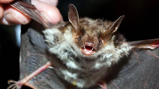 Fledermäuse orientieren sich per Ultraschalllaute. Wie der Mensch passen auch sie sich den Geräuschen in der Umgebung an. FOTO: