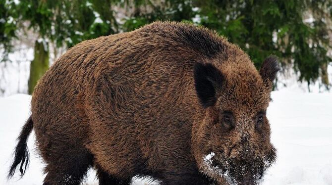 Ein kapitales Wildschwein