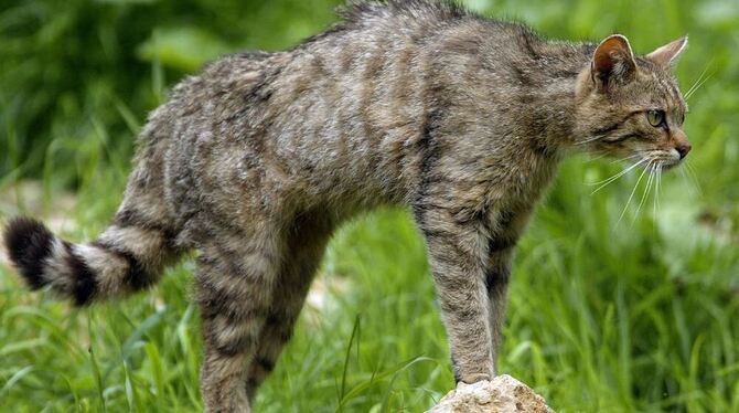 Eine prächtige Wildkatze.