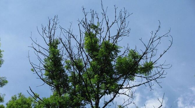 Das Eschentriebsterben hat auch viele Bäume in St. Johann befallen.  FOTO: FVA