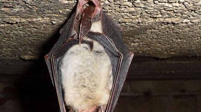 Ein Großes Mausohr wie dieses ist am Ostersonntag in der Karlshöhle wegen Unternährung von der Decke gefallen. FOTO: H.M. LUZ