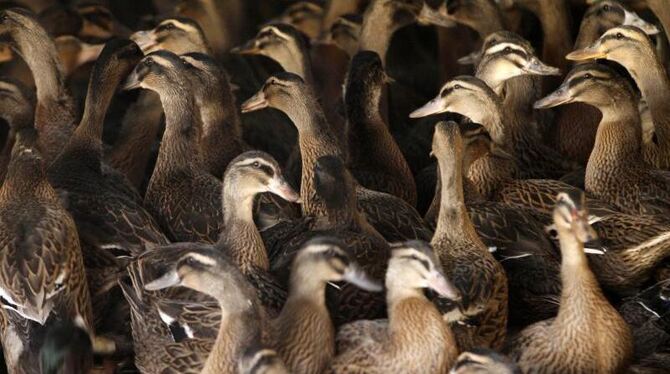 Enten auf einem Markt in China. Mehrere Menschen sind dort bereits an dem Vogelgrippe-Virus H7N9 gestorben. Foto: Dong Jl