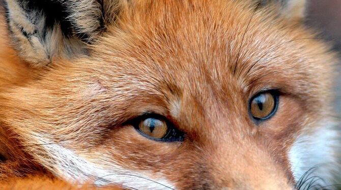 Wenn die Impfschutzbarrieren infolge Impfmüdigkeit einbrechen, haben Infektionskrankheiten wie die Staupe und Räude beste Chance