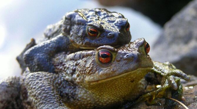 Achtung Krötentransport. Ein Erdkötenweibchen hat sein Männchen bereits Huckepack genommen, um es zum Laichgewässer zu tragen. W Achtung Krötentransport. Ein Erdkötenweibchen hat sein Männchen bereits Huckepack genommen, um es zum Laichgewässer zu tragen. W