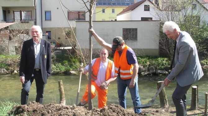 Eine Linde für den in Dettingen geborenen Heimat-Schriftsteller Wilhelm König, gepflanzt von Leuten des Bauhofes, aus langjährig