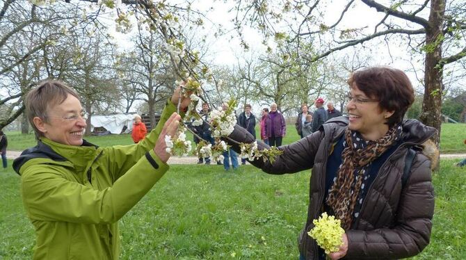Irene Schellhammer (links) und Gerlinde Baur haben einen blühenden Zwetschgenbaum im Mähringer Mustergarten entdeckt. FOTO: WEBE Irene Schellhammer (links) und Gerlinde Baur haben einen blühenden Zwetschgenbaum im Mähringer Mustergarten entdeckt. FOTO: WEBE