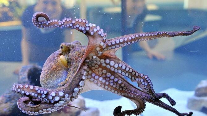 Im Staatlichen Museum für Naturkunde Karlsruhe wird ein lebender gemeiner Krake (Octopus vulgaris) gezeigt. Dieser ist Teil der