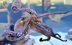 Im Staatlichen Museum für Naturkunde Karlsruhe wird ein lebender gemeiner Krake (Octopus vulgaris) gezeigt. Dieser ist Teil der 