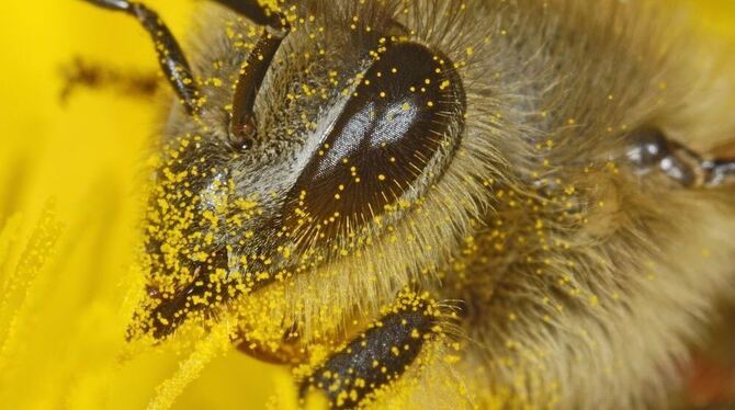 Die Fotografen Heidi und Hans-Jürgen Koch haben den Bienen eine Ausstellung im Naturkundemuseum gewidmet. FOTO: KOCH