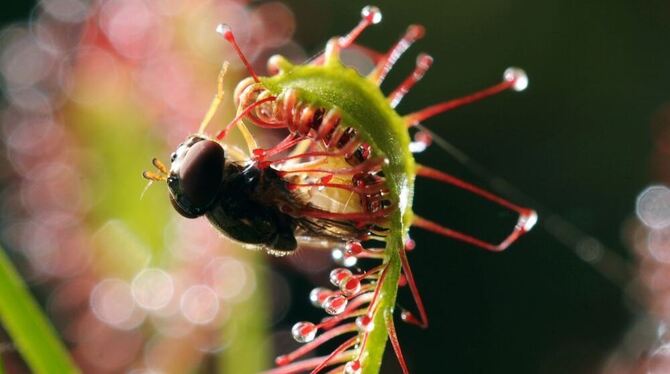 Sonnentau frisst Fliege: Das Tier bleibt an den Blättern hängen und wird selbst zur Hauptmahlzeit. Foto: dpa