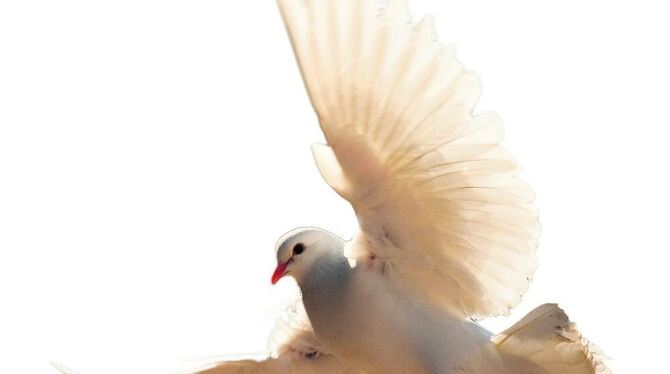 Eine Hochzeitstaube.