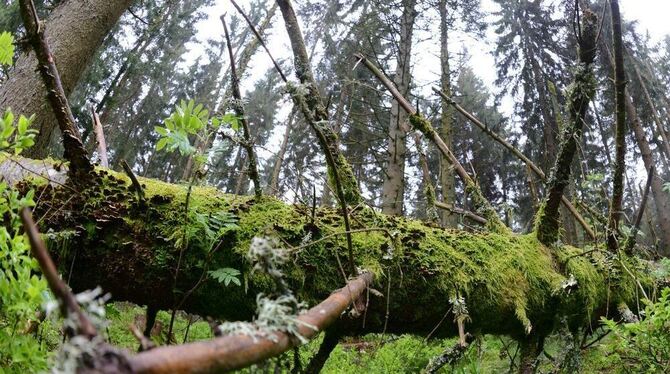 Die wilden Seiten des Schwarzwaldes.