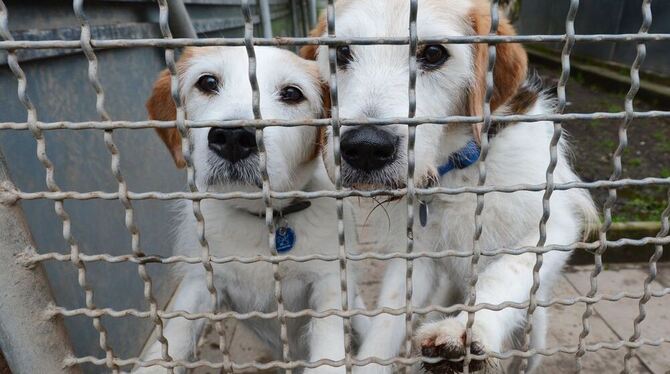 Hunde warten in Stuttgart im Tierheim auf ein Zuhause. Das Tierheim Stuttgart ist in finanziellen Nöten. Von einer Schließung wä