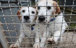 Hunde warten in Stuttgart im Tierheim auf ein Zuhause. Das Tierheim Stuttgart ist in finanziellen Nöten. Von einer Schließung wä