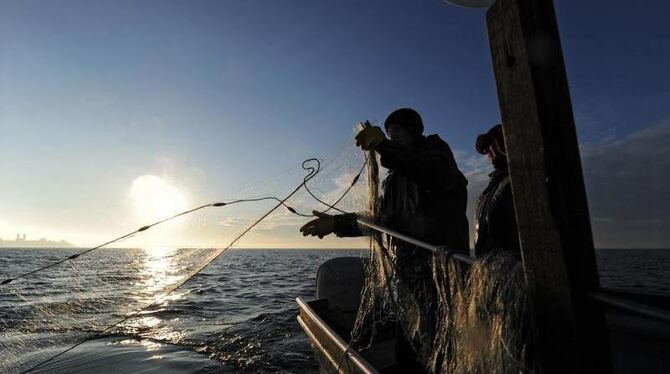 Europas Fischbestände leiden. Zu viele von ihnen gelten als überfischt. Foto: Felix Kästle