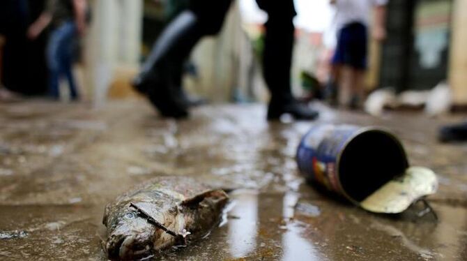 Ein toter Fisch liegt in der vom Elbehochwasser betroffenen Stadt Meißen in Sachsen auf dem Gehweg. Foto: Kay Nietfeld
