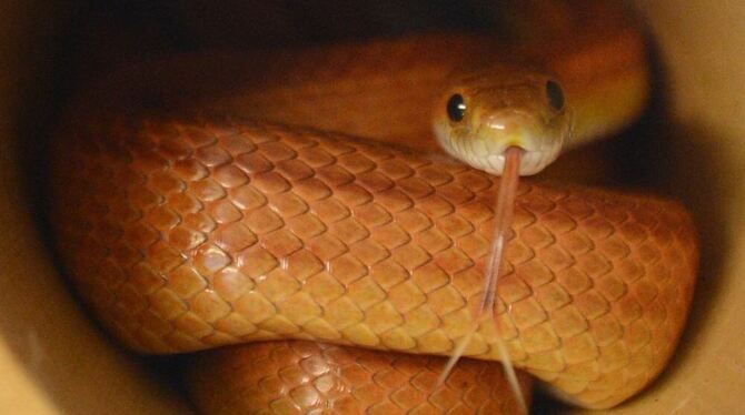 So sieht eine Kornnatter aus (Archivfoto).