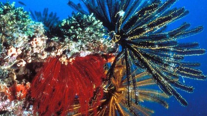 Farbenprächtiger Korallenbewuchs am Great Barrier Reef. Foto: Great Barrier Reef Marine Park Authority